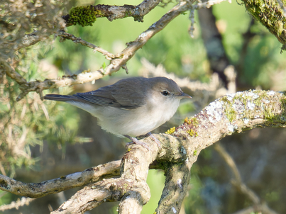 Thumbnail of Garden Warbler